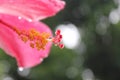 CloseupÃ¢â¬â¹ Hibiscus flower pollenÃ¢â¬â¹ onÃ¢â¬â¹ greenÃ¢â¬â¹ blurÃ¢â¬â¹ background.Ã¢â¬â¹Macro shot of a beautiful and vibrant hibiscus flower.